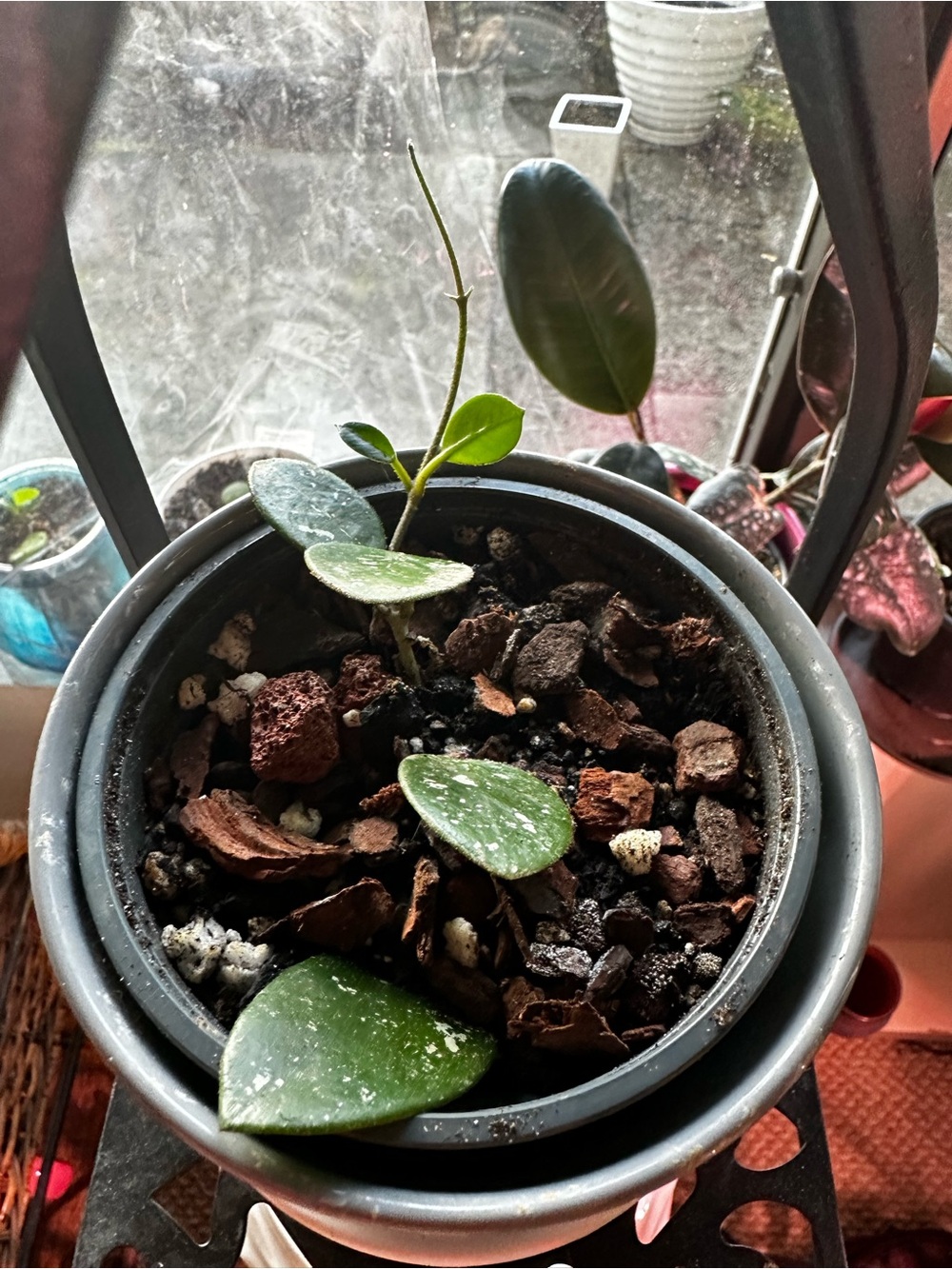 Hoya Mathilde Splash Cutting